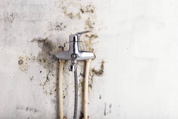 Mold Removal and Inspection in Frostburg, MD