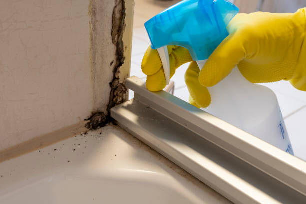 Mold Removal Process in Frostburg, MD