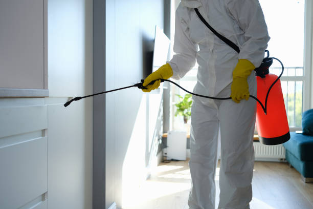 Best Black Mold Removal  in Frostburg, MD
