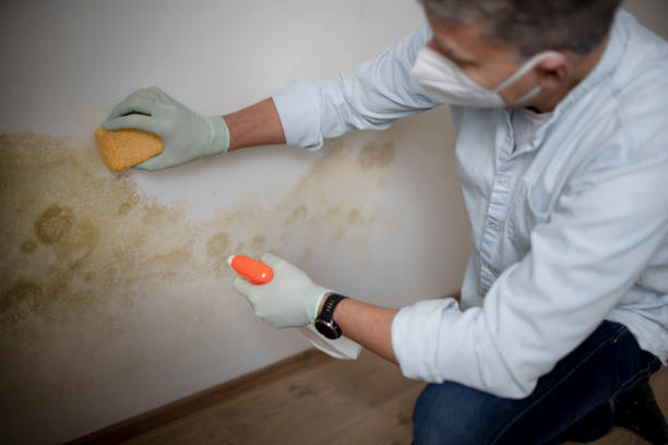 Best Mold Cleaning Services  in Frostburg, MD