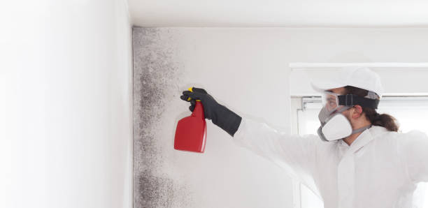 Best Commercial Mold Removal  in Frostburg, MD