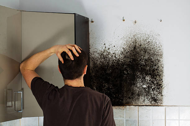 Best Water Damage Restoration  in Frostburg, MD