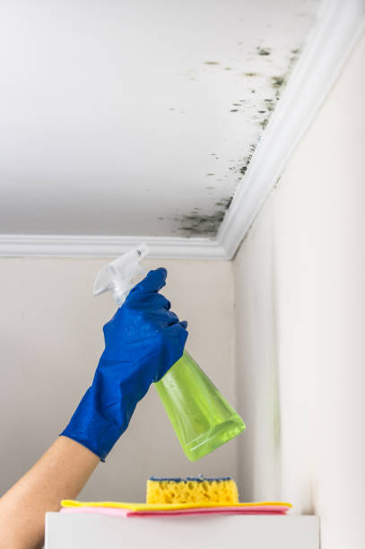 Best Office Mold Removal Services  in Frostburg, MD